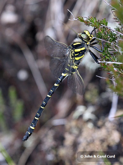 J17_1978 Cordulegaster boltonii male.JPG